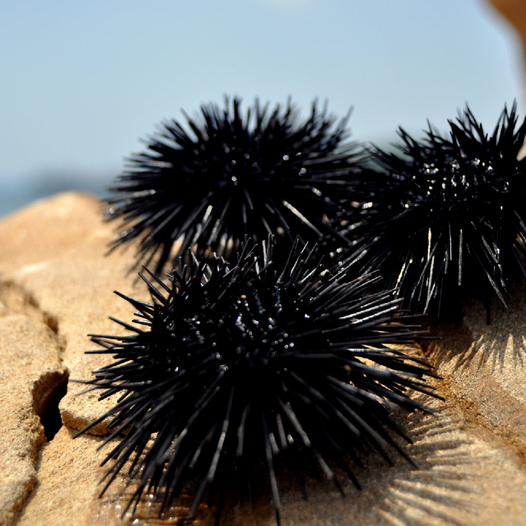 Elegant platter of sea urchin nigiri sushi garnished with microgreens and lemon zest on a black ceramic plate
