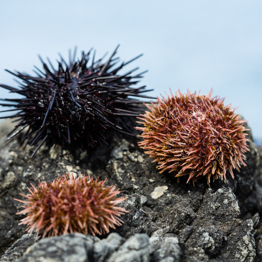 NEW UNI(Sea Urchin) RECIPE!! Coastal Foraging Catch and Cook - YouTube
