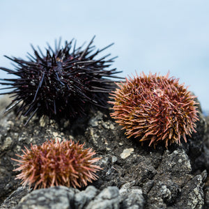 How to Choose the Right Sea Urchin for Sushi