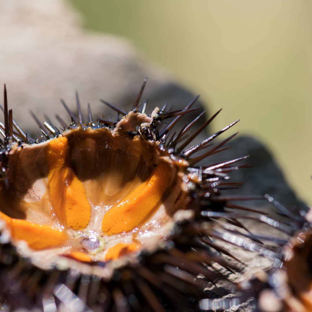 How to Make Sea Urchin Sushi with Caviar: A Step-by-Step Guide