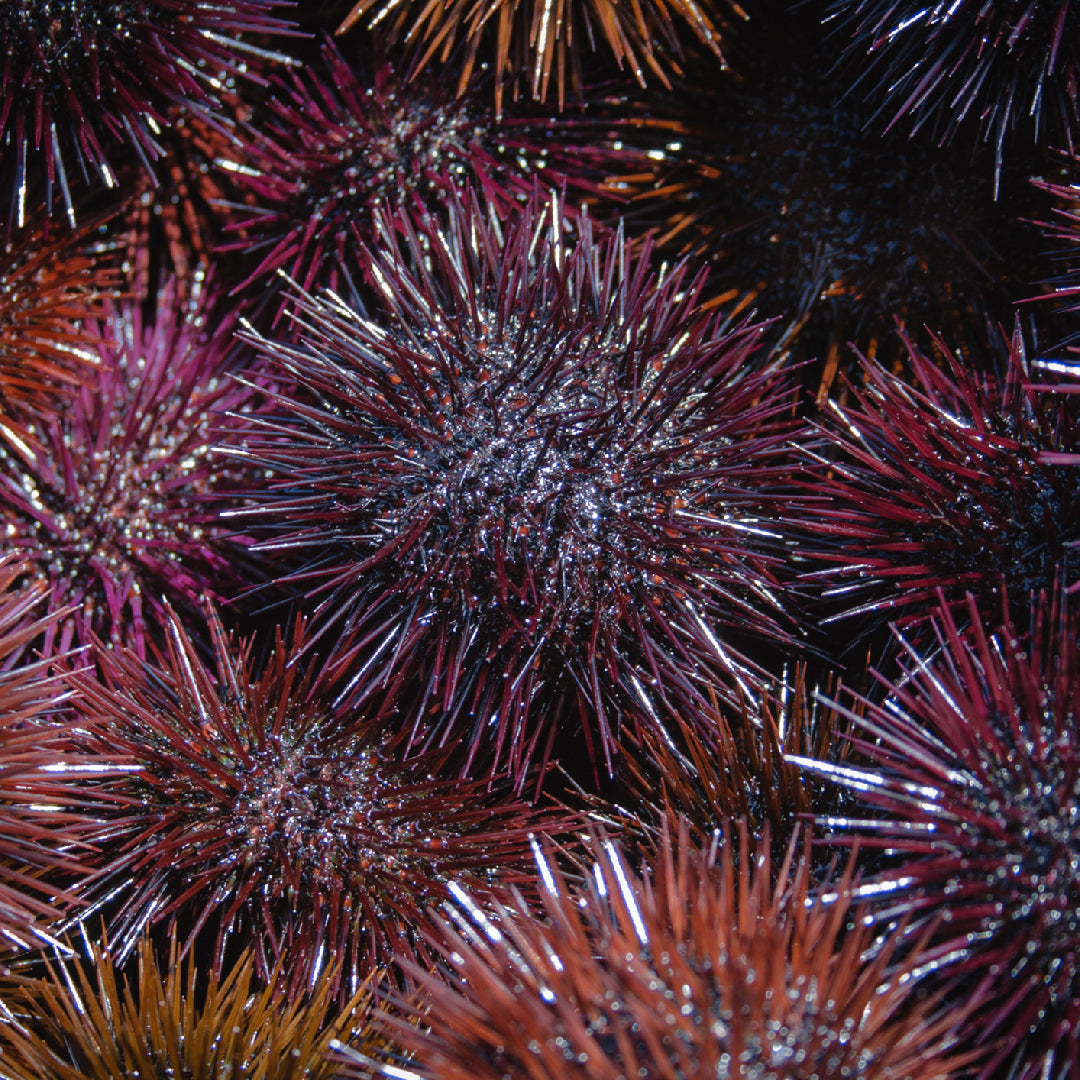 How to Make Sea Urchin Sushi with Uni Powder: A Step-by-Step Guide