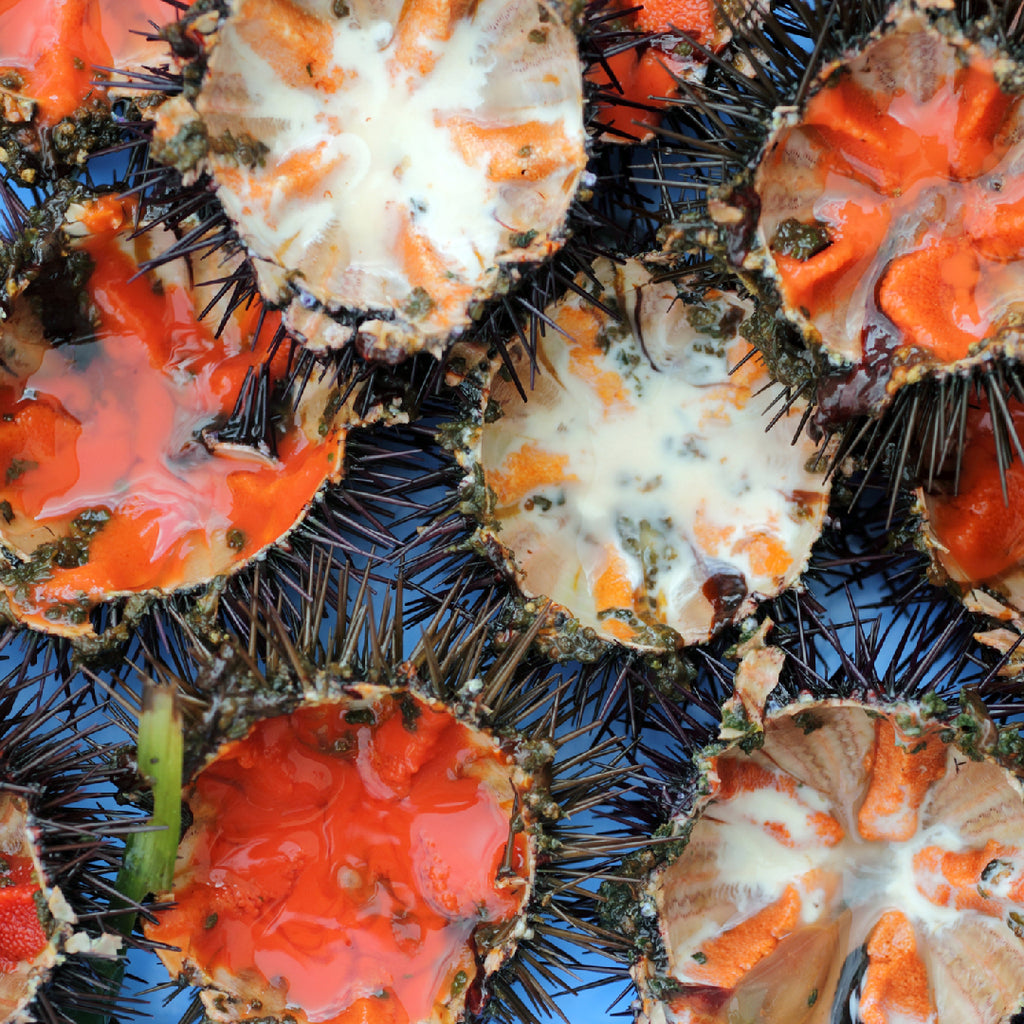 Uni Sushi 〚 sea urchin 〛 【ウニ】 (Information) - Sushipedia