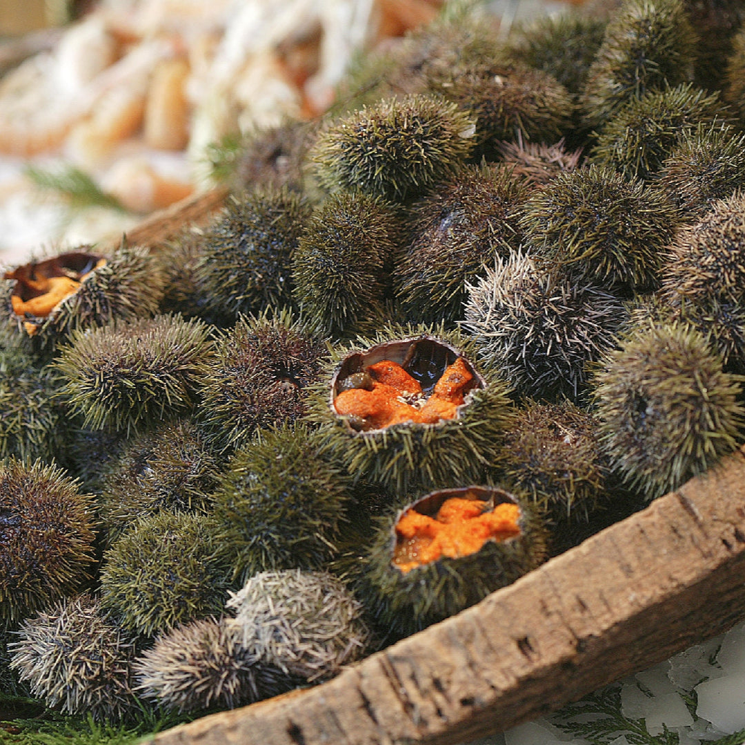 Silky sea urchin uni sauce drizzled over nigiri sushi on a slate board, garnished with chives and sesame seeds
