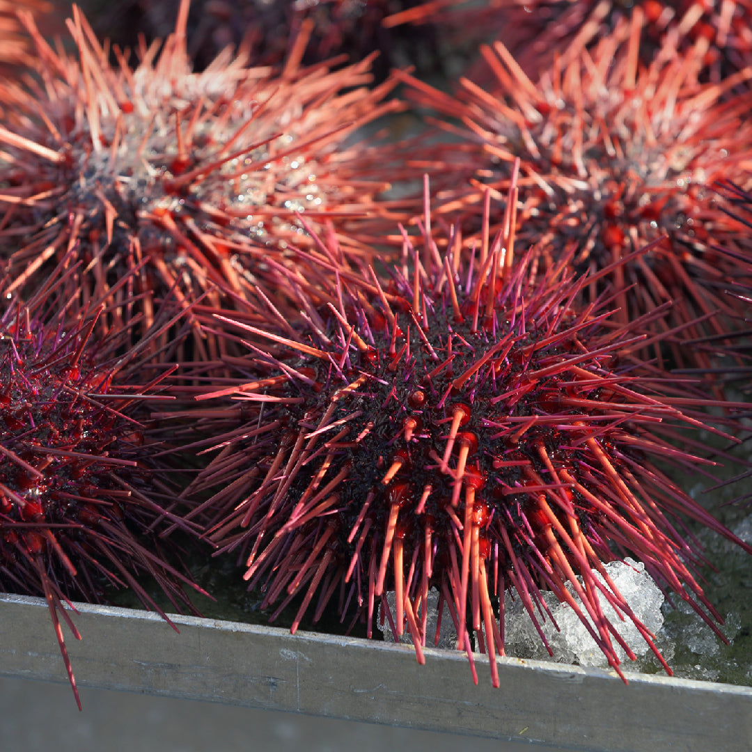 How to Pair Wine with Sea Urchin Sushi: A Guide for Wine Lovers