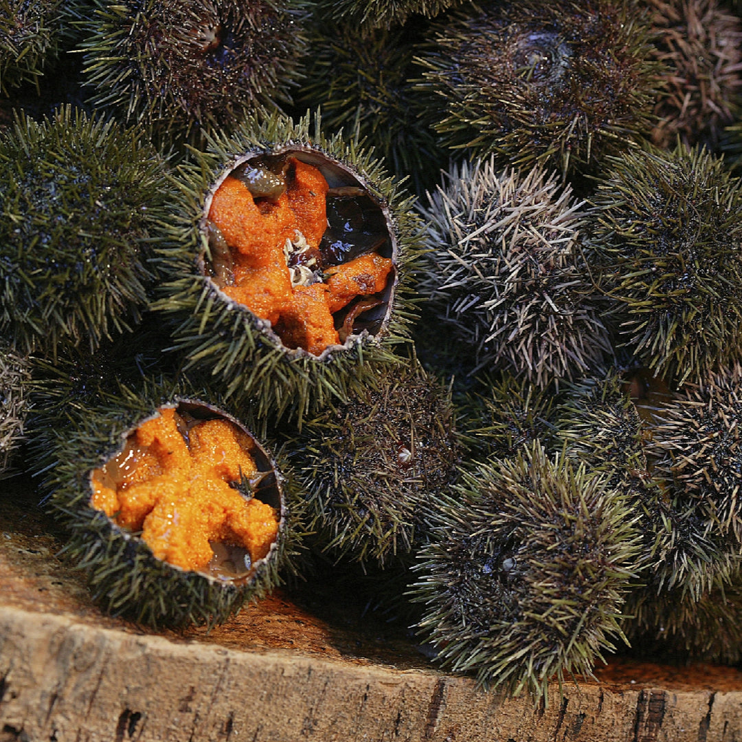 Elegantly plated sea urchin sashimi on a dark ceramic plate with shiso leaves, edible flowers, and microgreens
