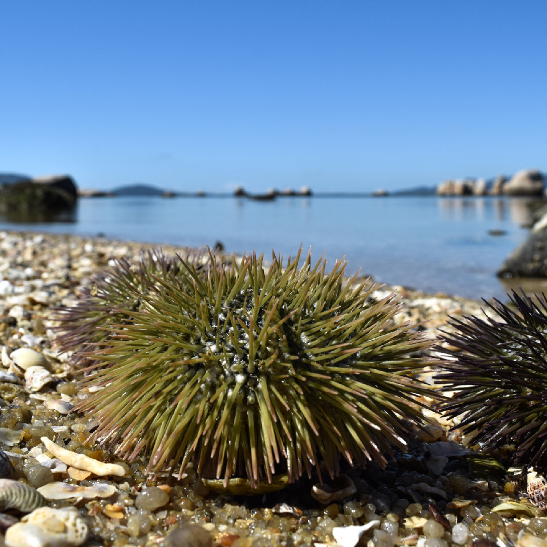 Freshly rolled sea urchin sushi rolls sliced and plated with soy sauce and sesame seeds on a wooden board