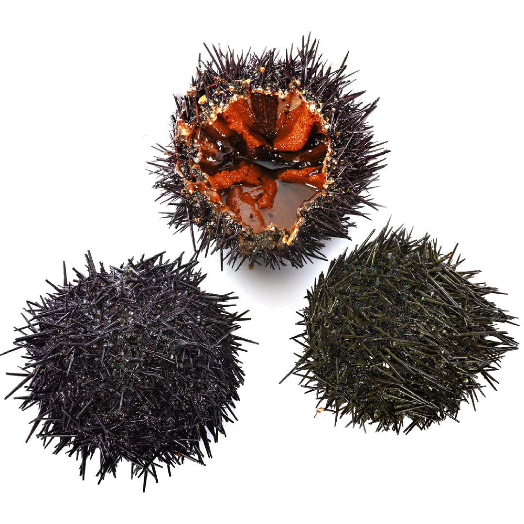 Sea Urchin Sushi vs. Regular Sushi: What's the Difference?