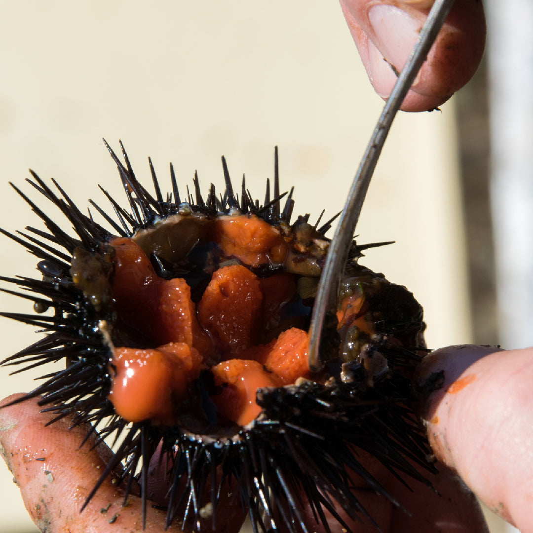 Step-by-Step Guide: How to Make Sea Urchin Sushi with Truffle