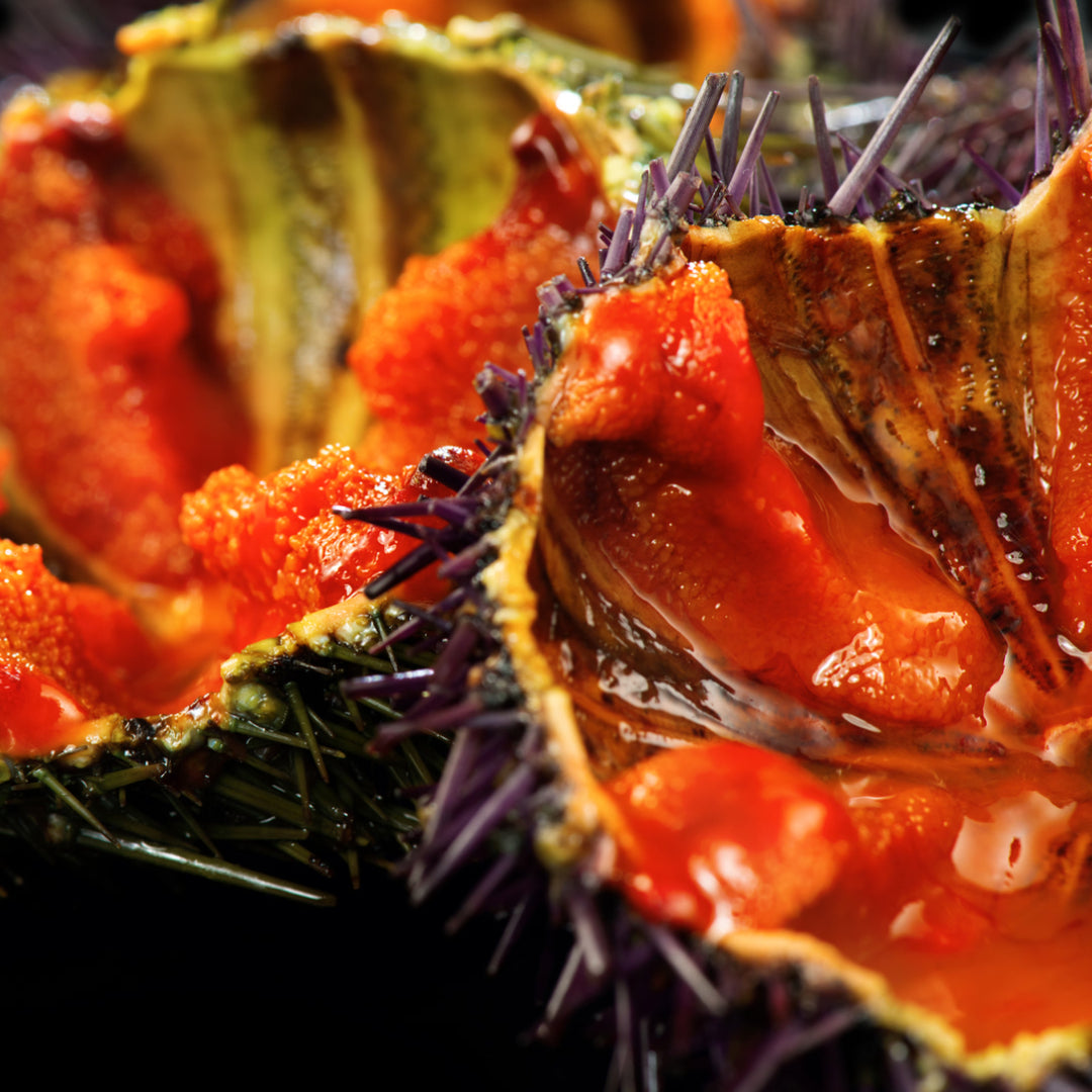 How to Make Sea Urchin Sauce for Sushi – Step-by-Step Recipe Guide