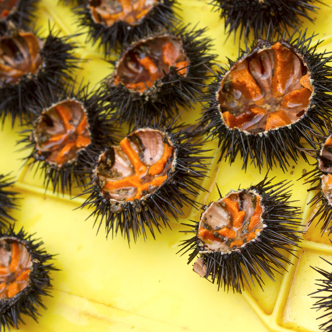 How to Make Sea Urchin Sushi with Uni Sauce: A Step-by-Step Guide