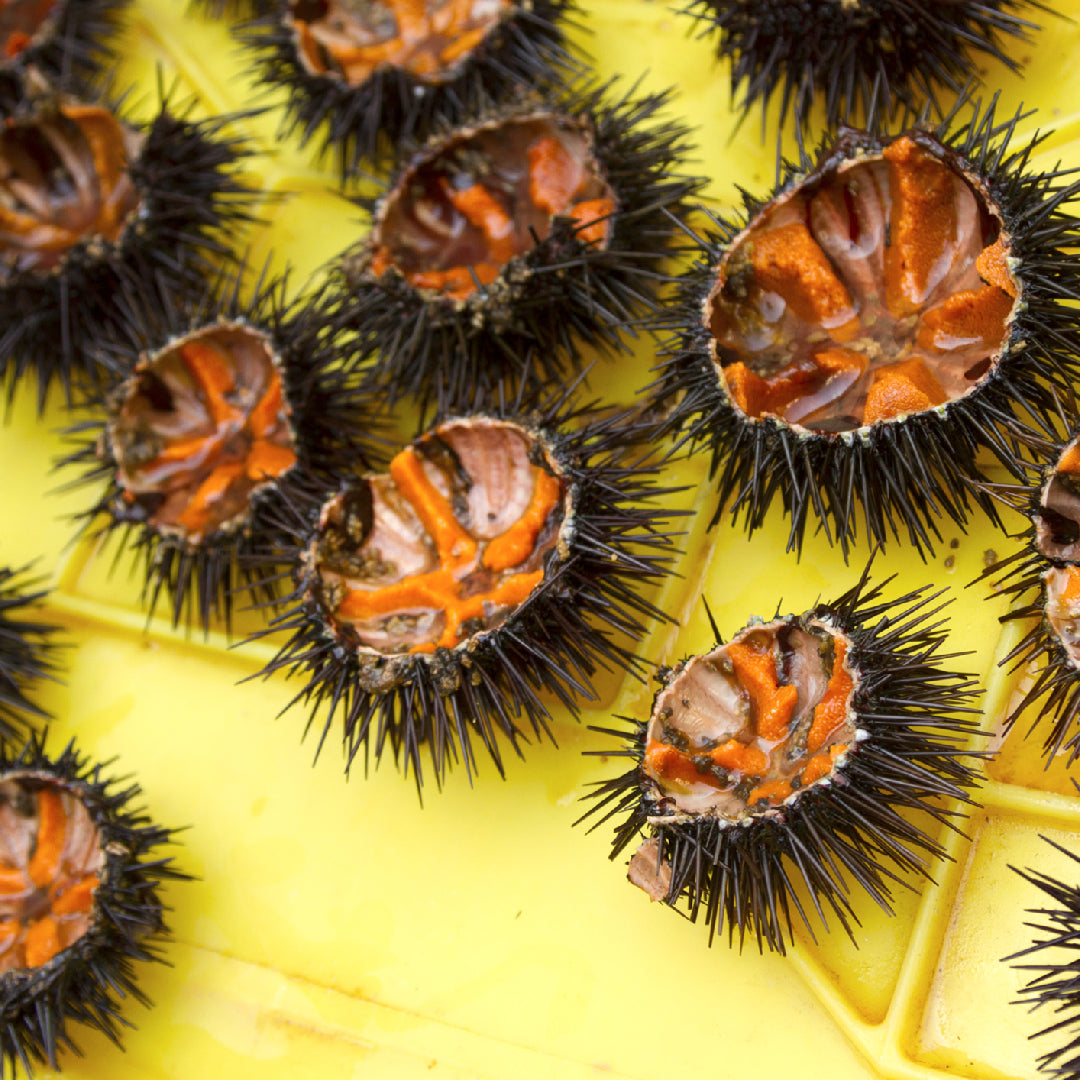 Sea urchin nigiri sushi drizzled with creamy uni sauce and garnished with microgreens on a dark plate