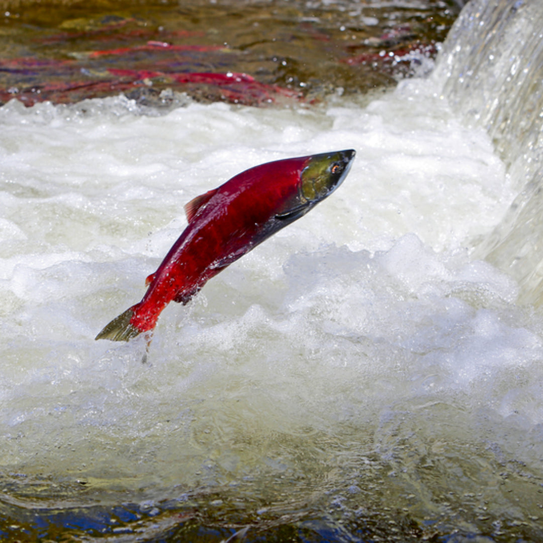 The Health Benefits of Wild-Caught Sockeye Salmon - A Nutritional Powerhouse