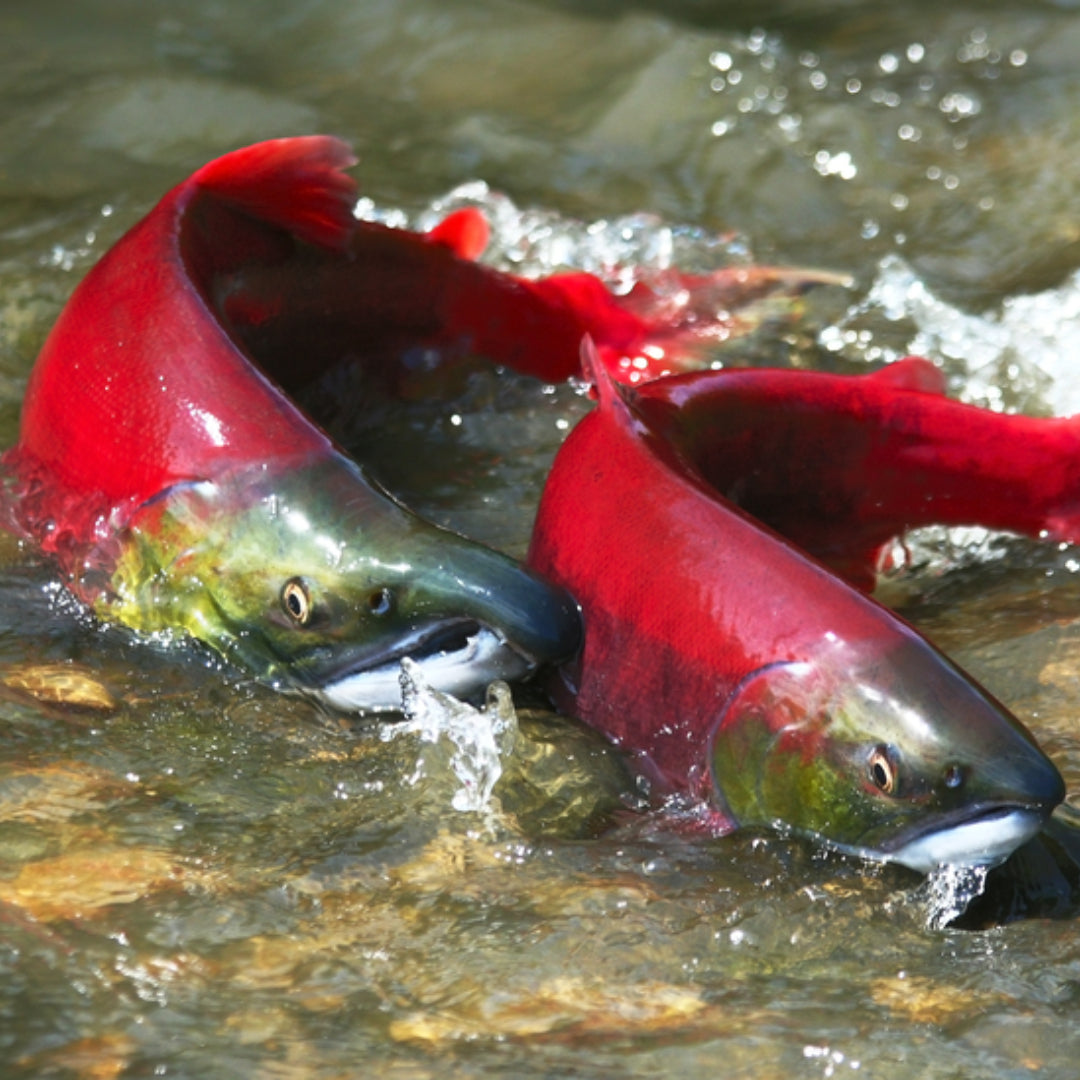 Fresh wild-caught salmon fillets showing vibrant red flesh