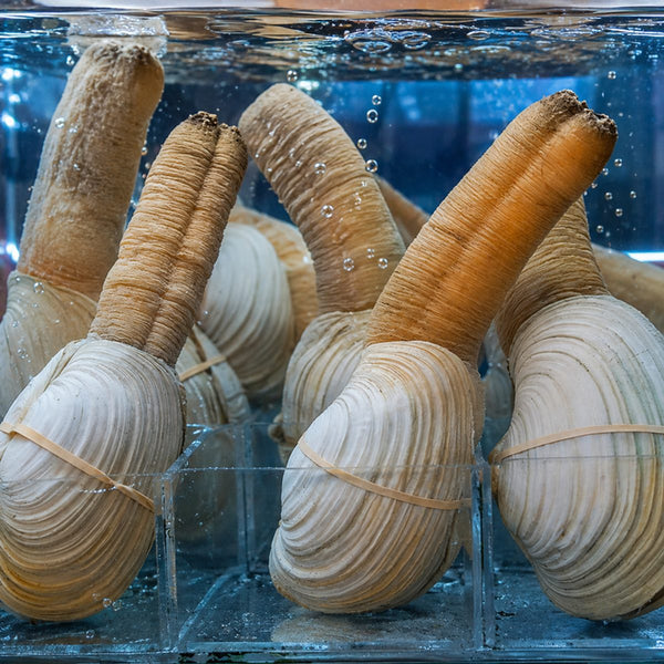 Geoduck clams with long siphons displayed together