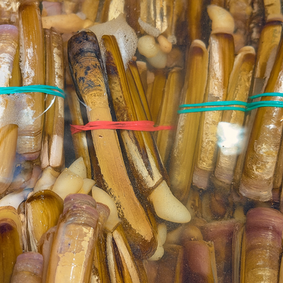 Live Ireland Razor Clams – Fresh 5 lbs, Wild-Caught, Ready to Cook