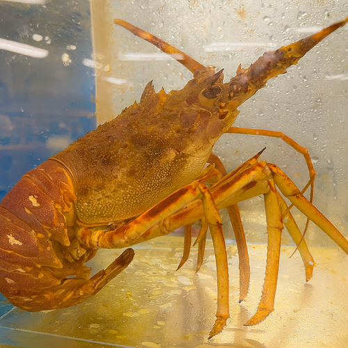 Lobster in a tank with a clear background