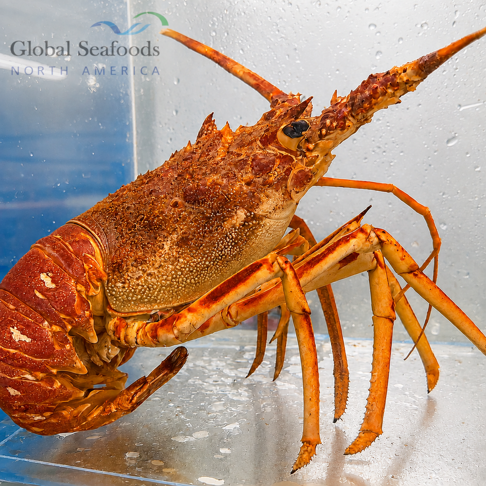 Live King Lobsters – 4–6 lbs, Premium Quality, Ships Overnight