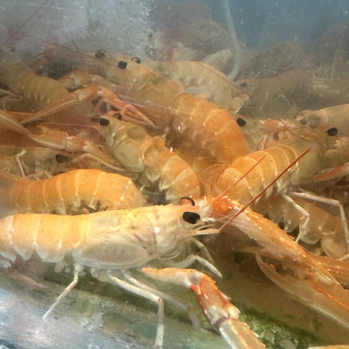 Norwegian langoustines displayed on ice