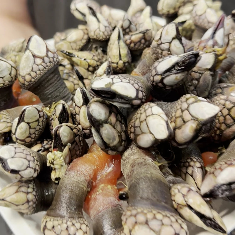 Close-up of live gooseneck barnacles arranged for display, highlighting their textured shells and unique shape, prized in coastal cuisines