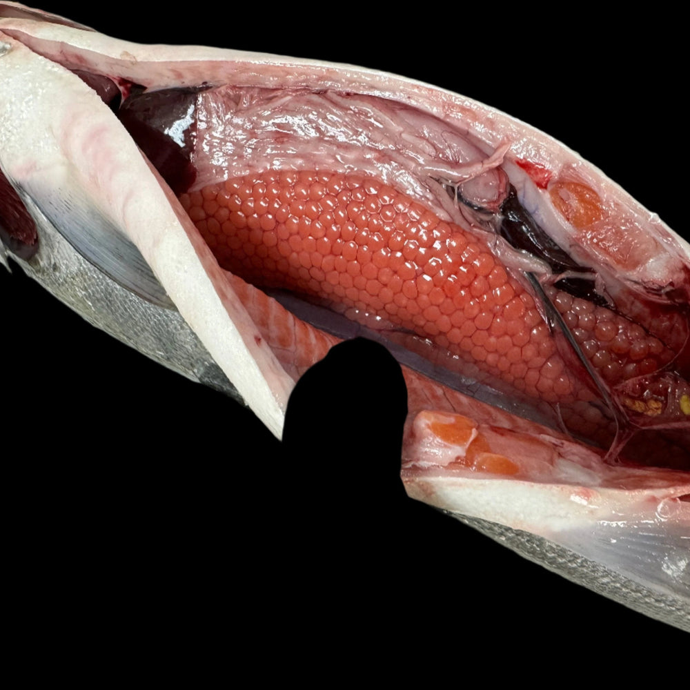 Fresh wild-caught Coho (Silver) salmon, whole and opened to reveal raw salmon roe inside the body cavity, ideal for home processing or traditional dishes