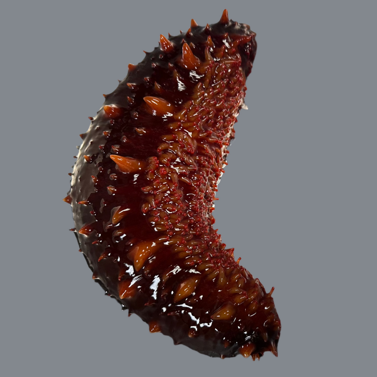 Live brown sea cucumber resting on a smooth surface, showing its natural texture and tubular shape