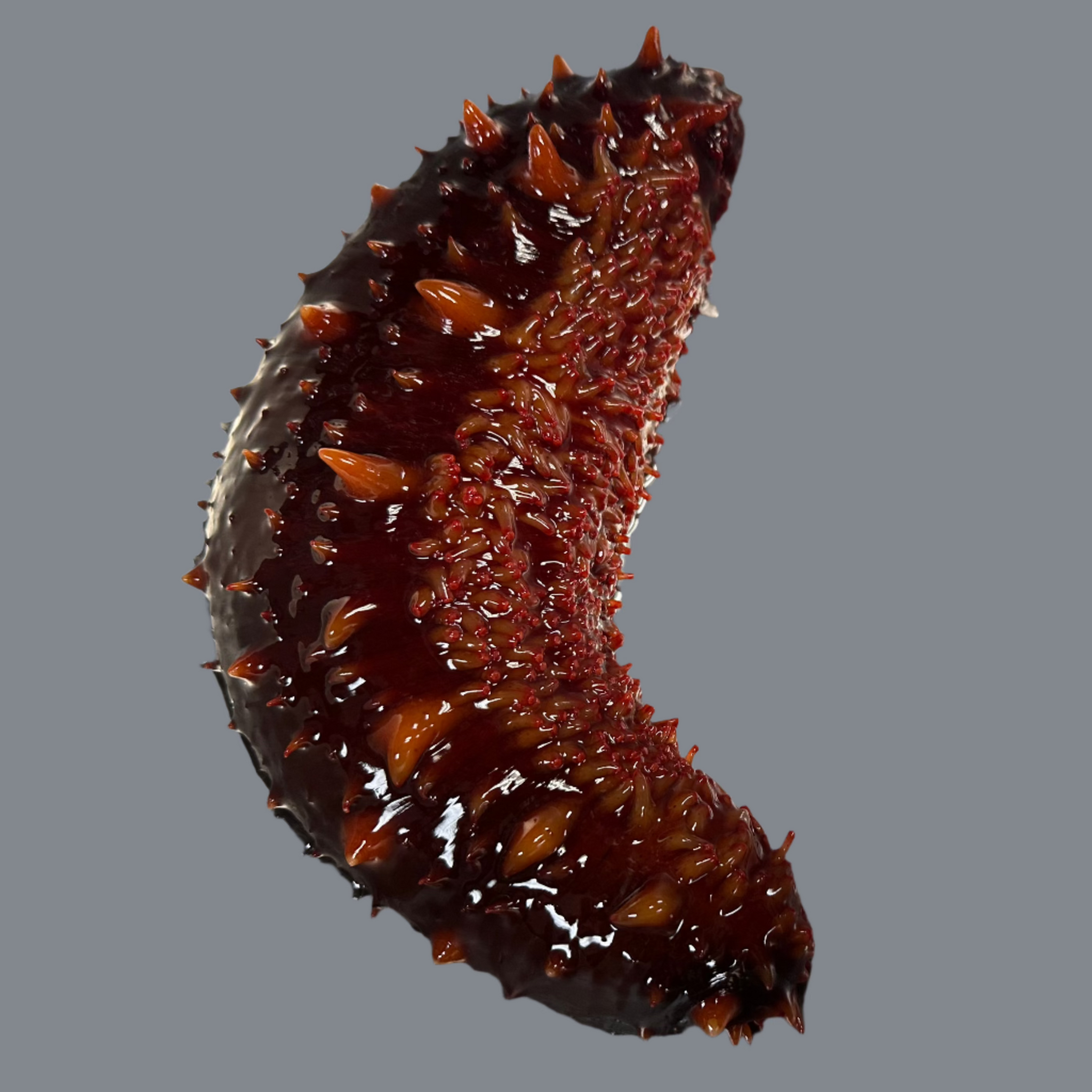 Sea Cucumber Live