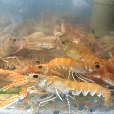 Live Norwegian langoustine (wild-caught scampi) fresh from cold North Atlantic waters, premium quality seafood from Norway ready for gourmet cooking