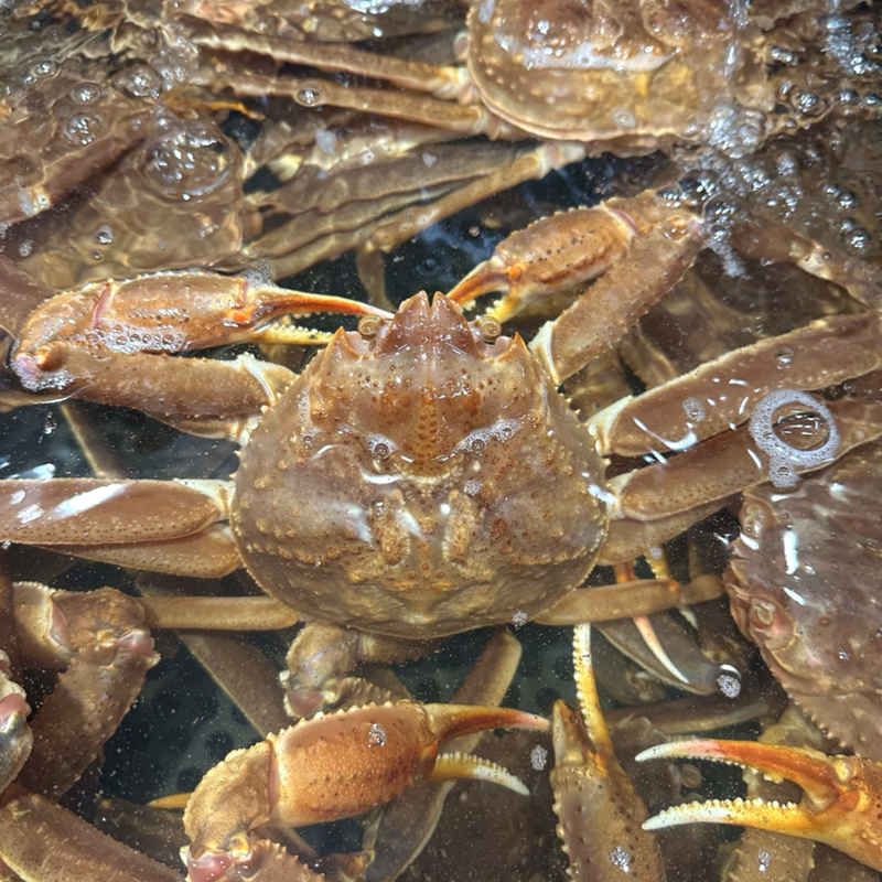 Close-up of a whole snow crab
