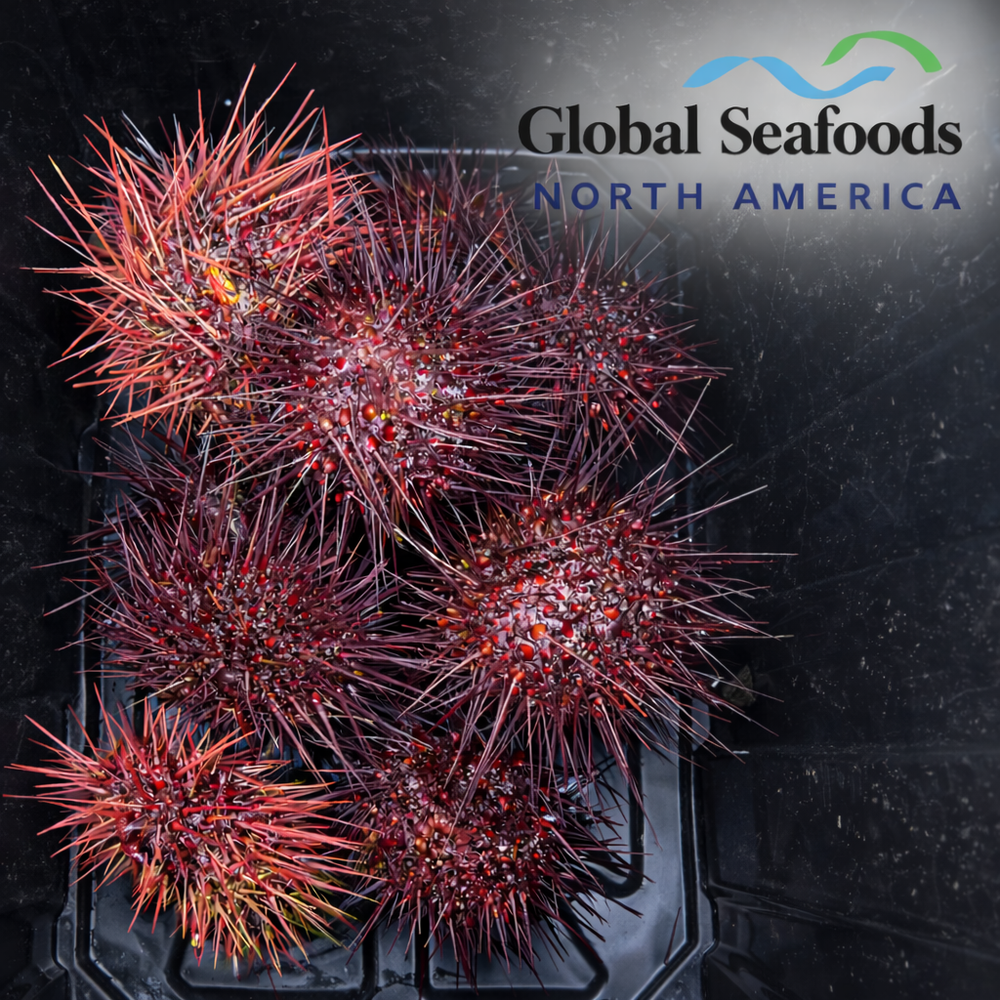 Red sea urchins on a black tray with 'Global Seafoods North America' branding.
