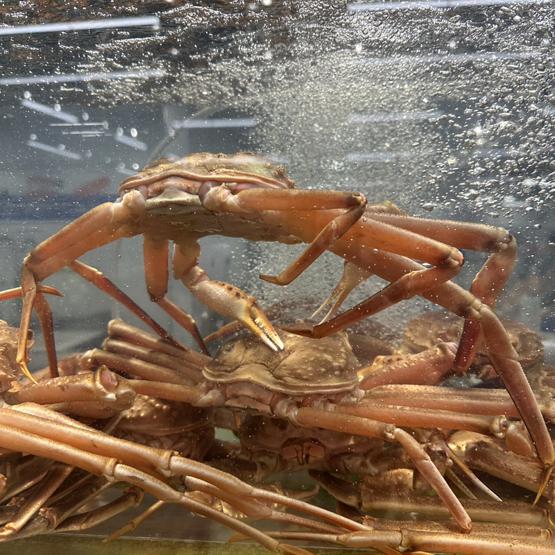 Live snow crab from Norway on ice showing whole Atlantic snow crab with long legs fresh seafood delivery