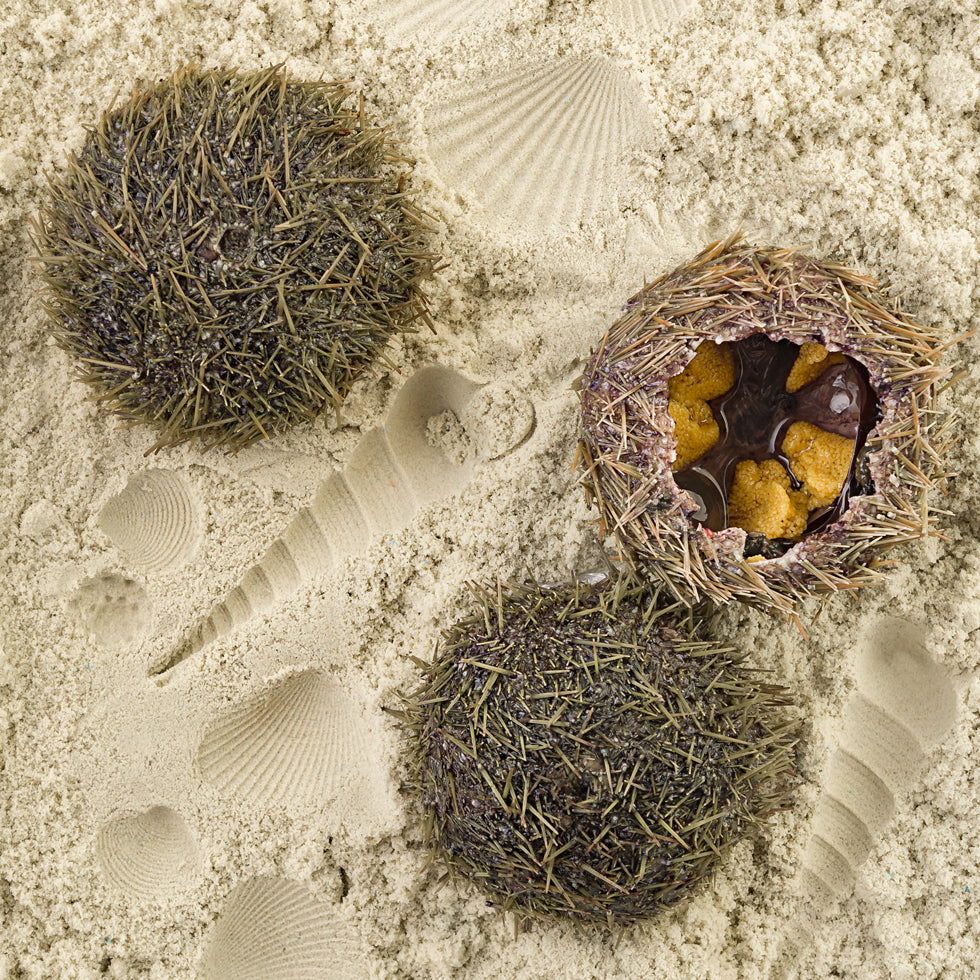 Whole Sea Urchin – Red & Green Pacific Uni