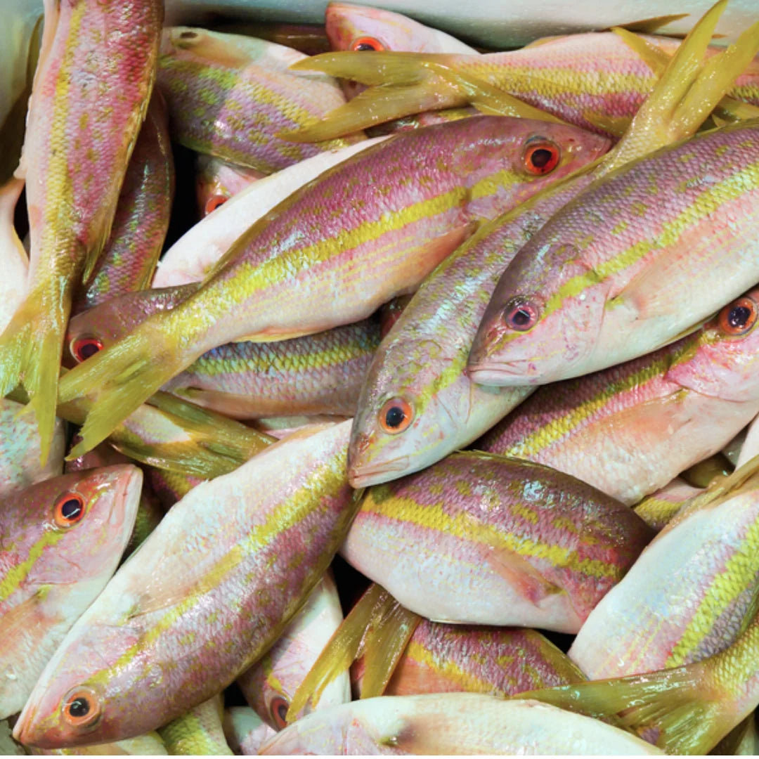 Whole yellowtail snappers with yellow stripes displayed together