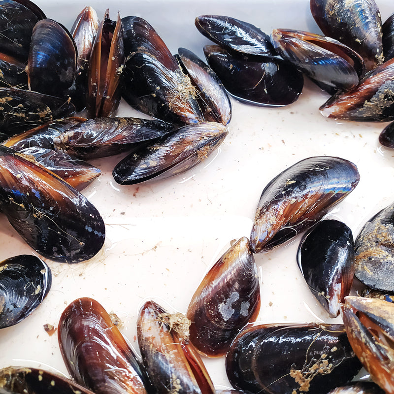 Large quantity of raw mussels on a clean, damp white surface, ready for sorting, cleaning, or cooking