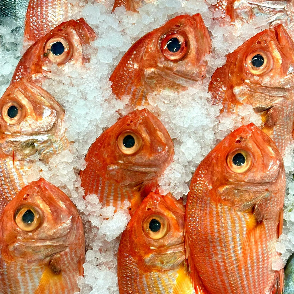 Golden snapper heads and upper bodies displayed on ice