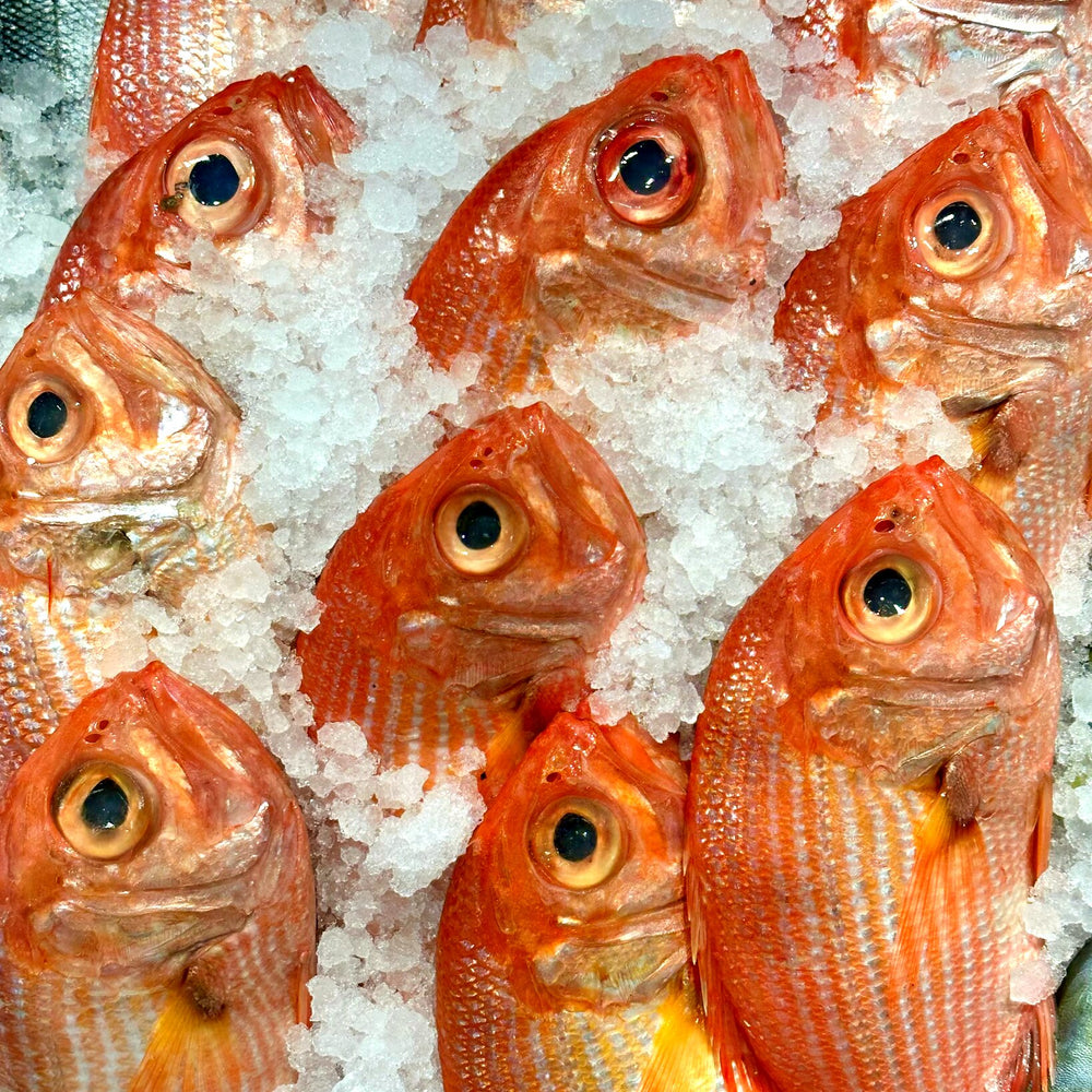 Golden snapper heads and upper bodies displayed on ice