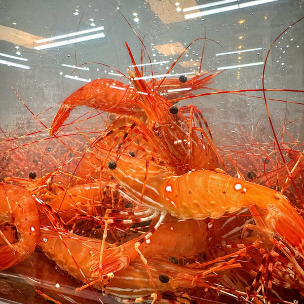 Spot prawns with long antennae in a holding tank