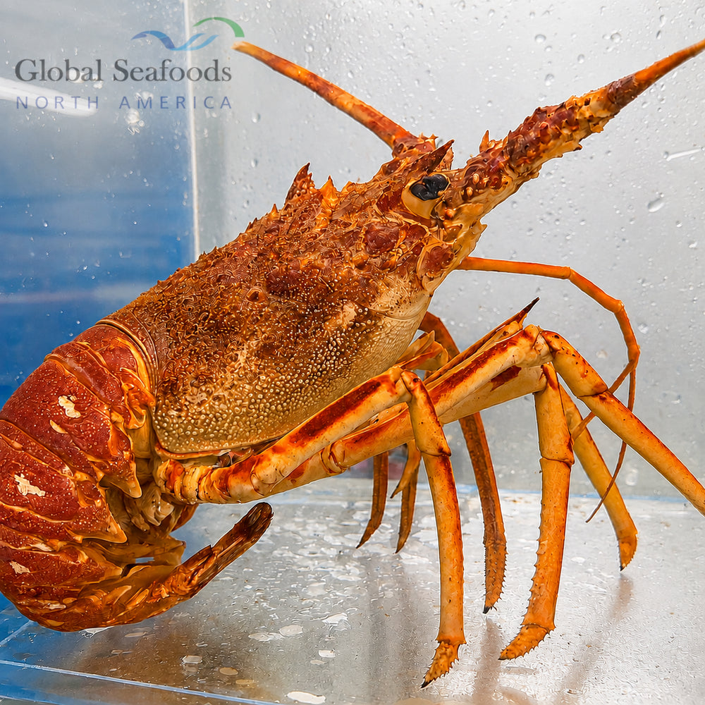 King lobster from France