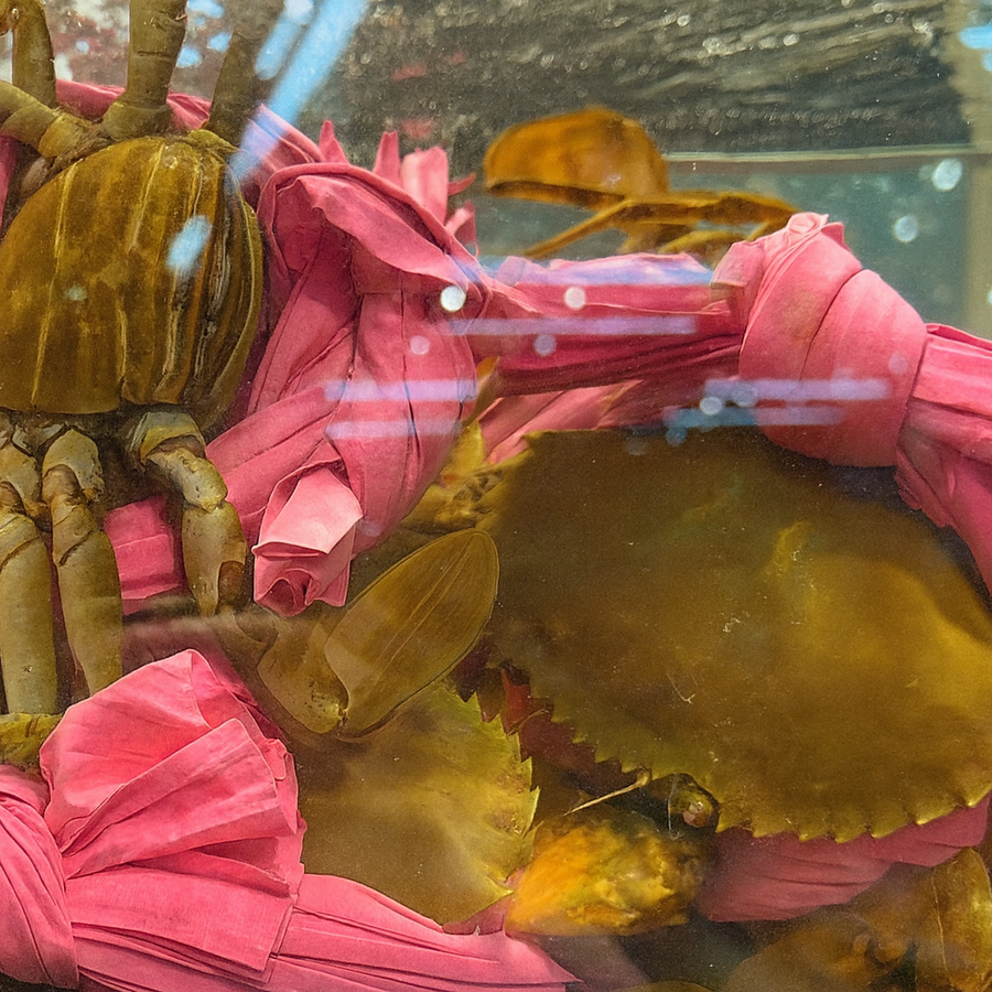 Live mud crab from Vietnam
