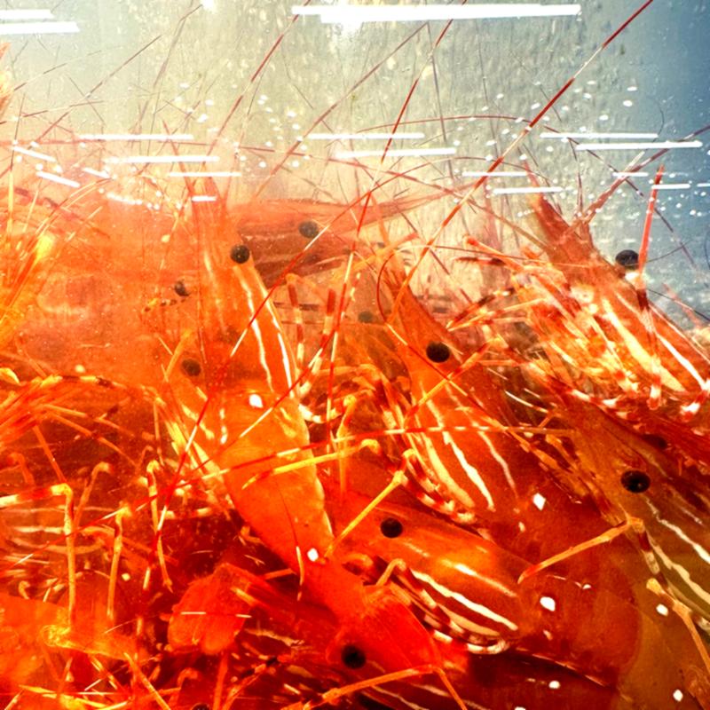 Close-up of spot prawns together in a holding tank