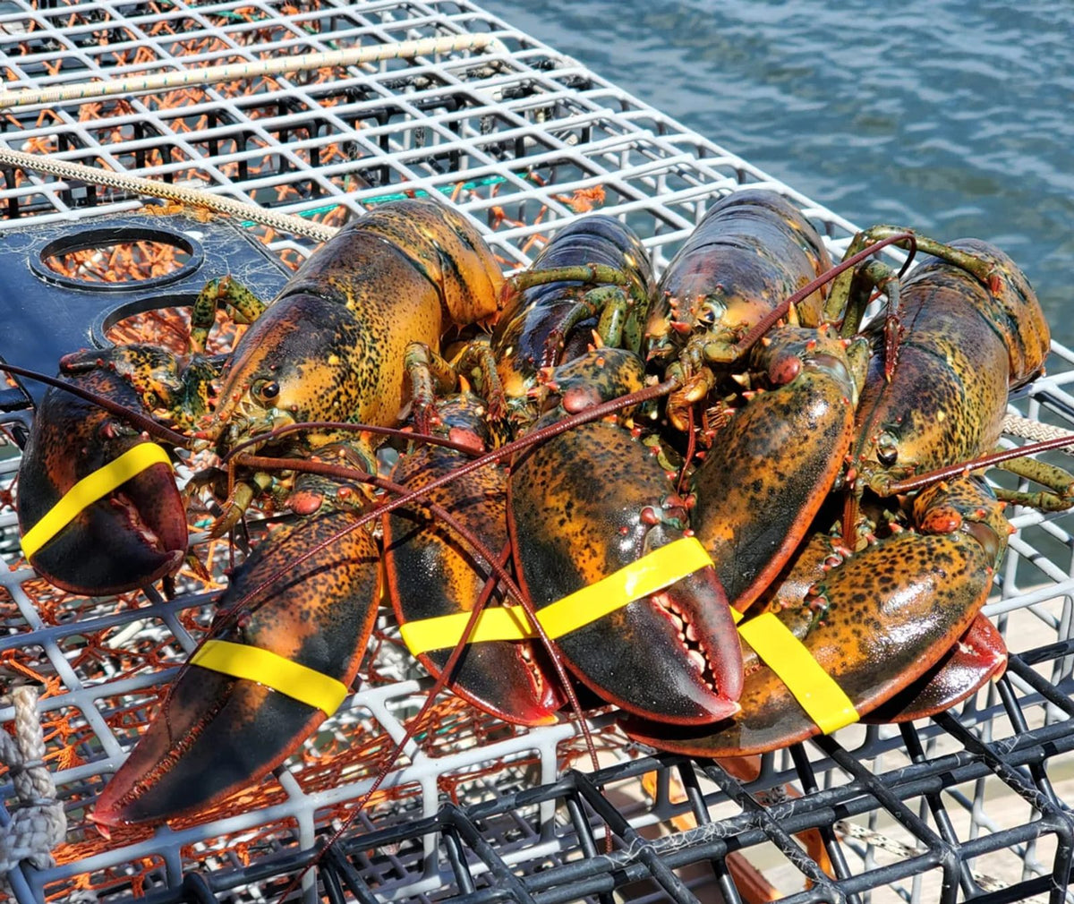 Maine lobster in a fishing pot