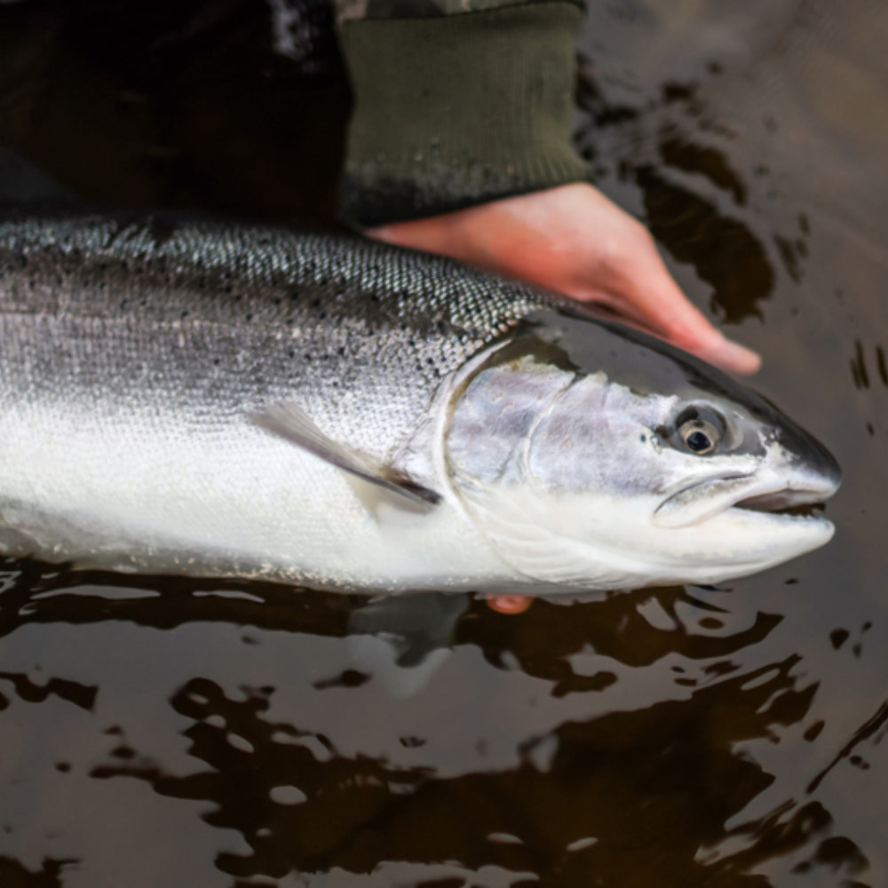 Freshly caught live steelhead from the Columbia River, cradled in hands with visible scales and natural coloration