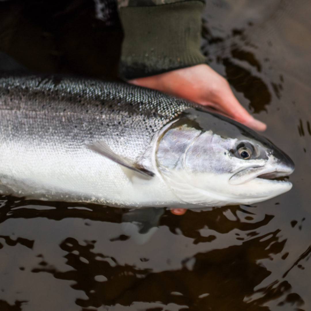 Steelhead held at the water surface