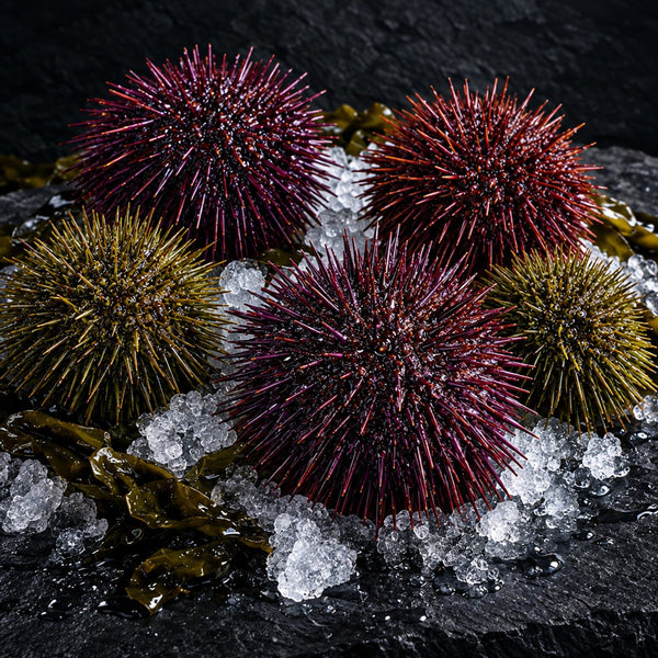 Whole Sea Urchin