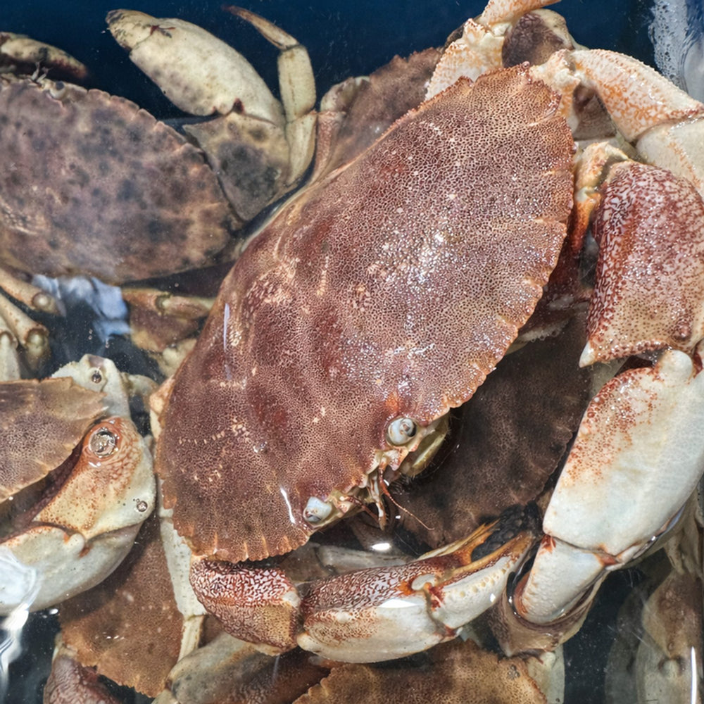 Wild-caught rock crab