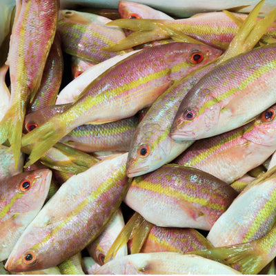 Group of Brazilian Yellowtail Snappers laid out side by side, highlighting their bright coloring and freshness