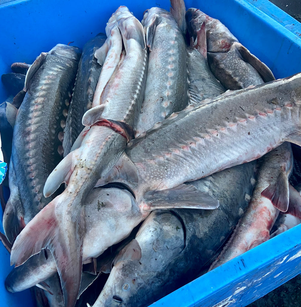 Fresh whole sturgeons from the Columbia River placed in blue totes, showcasing wild-caught quality and silver-scaled appearance