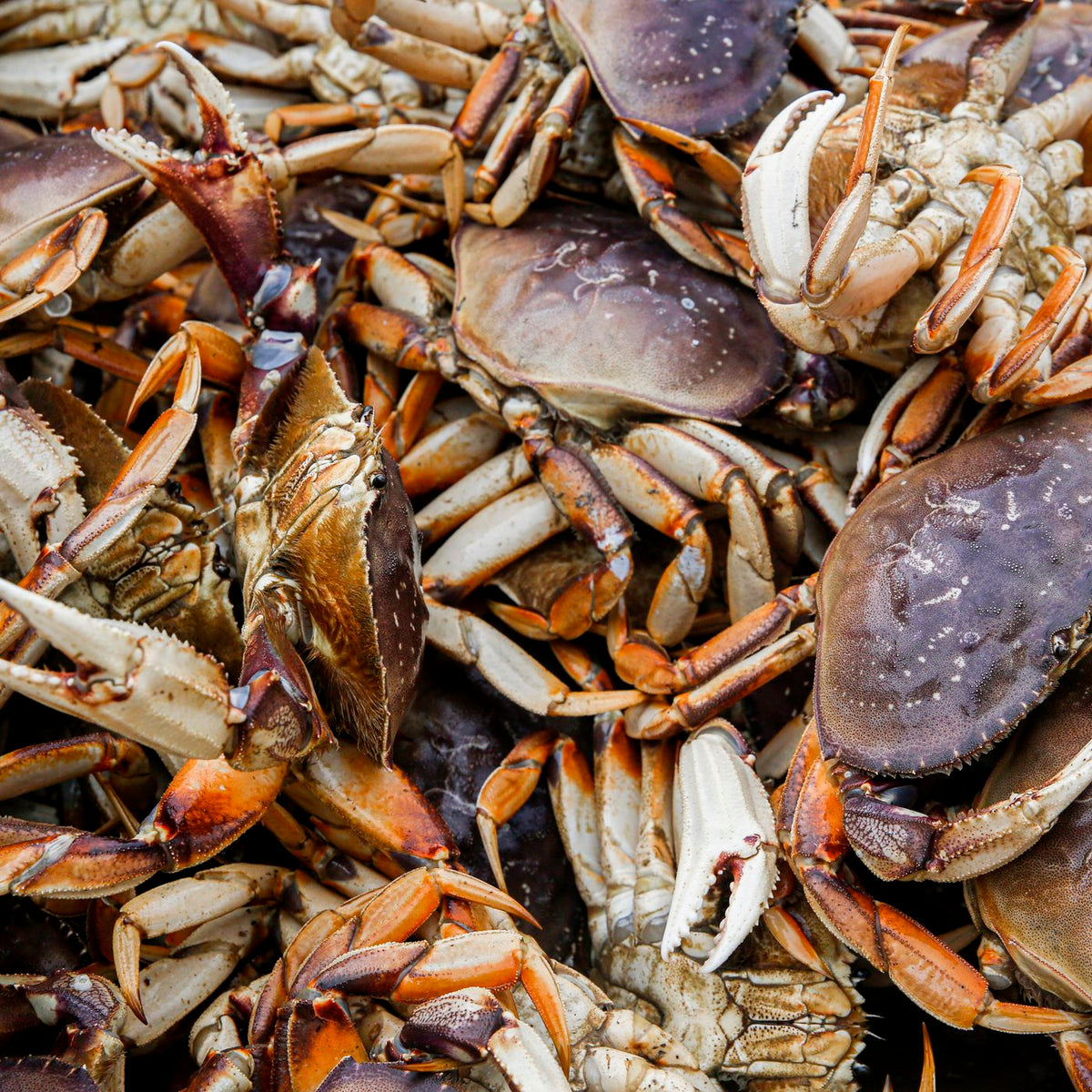 Dungeness crabs in a container