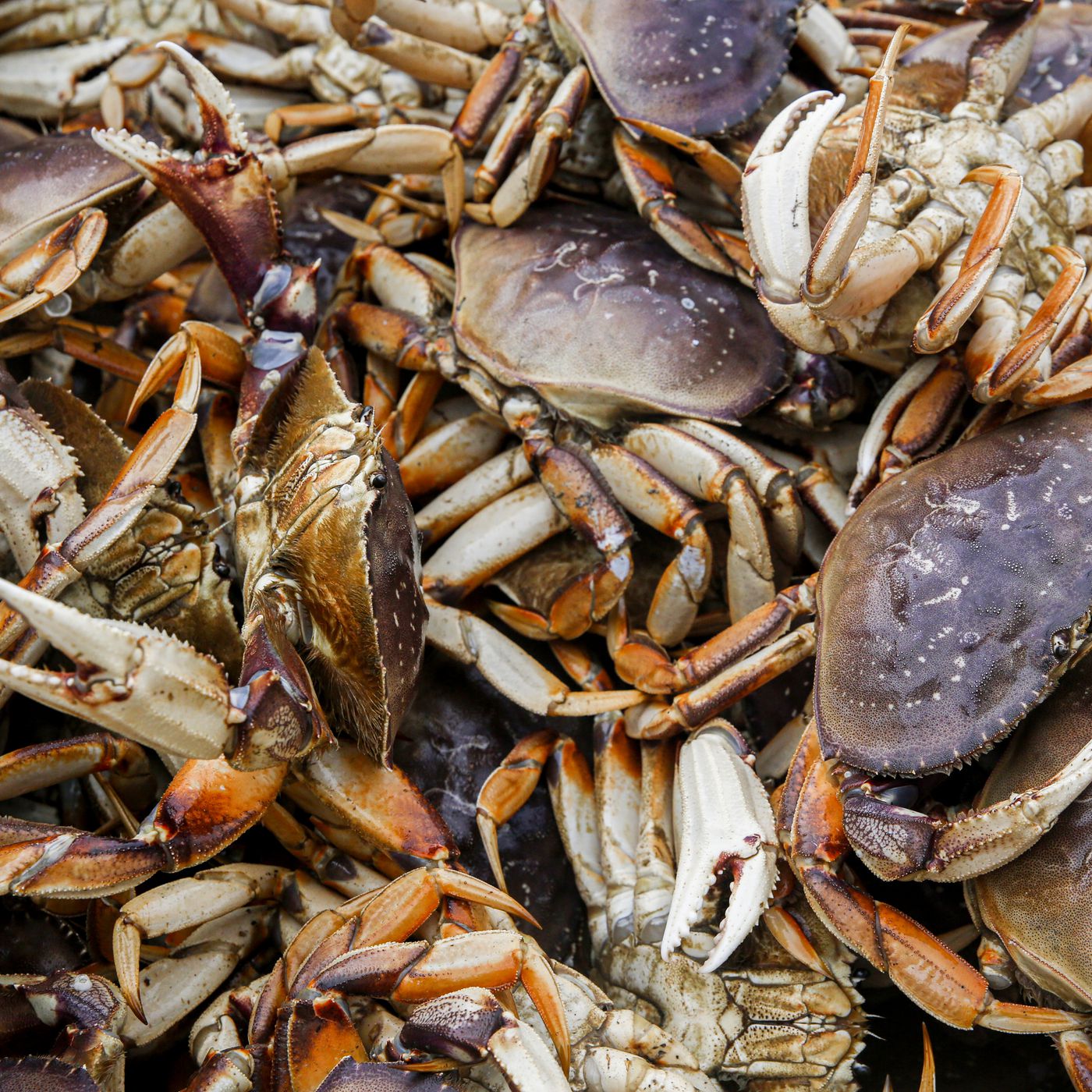 Freshly sourced live Dungeness crabs, nestled in a secure container, ready to be shipped to seafood enthusiasts, showcasing Global Seafoods' commitment to fresh, high-quality seafood