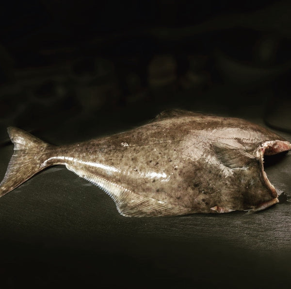 Head-off halibut with dark skin on a dark surface.