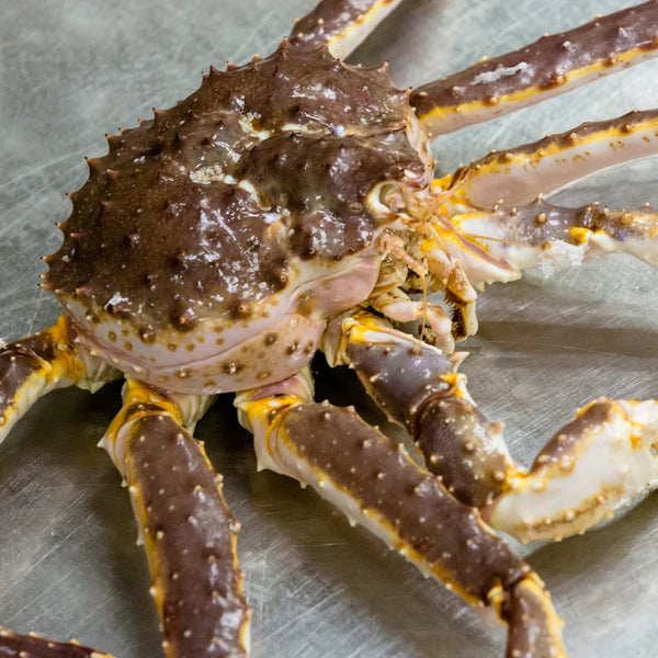 Whole king crab on a steel table